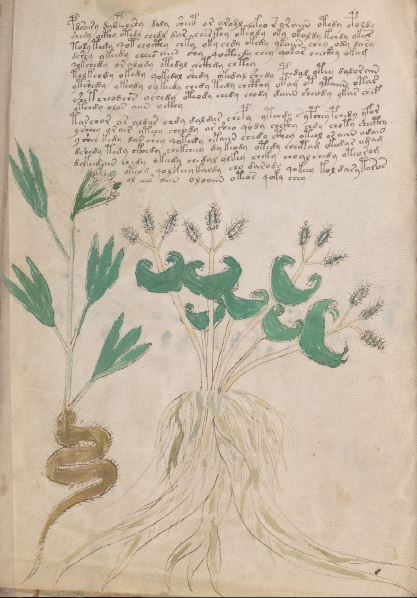 Manoscritto Voynich Ischia
